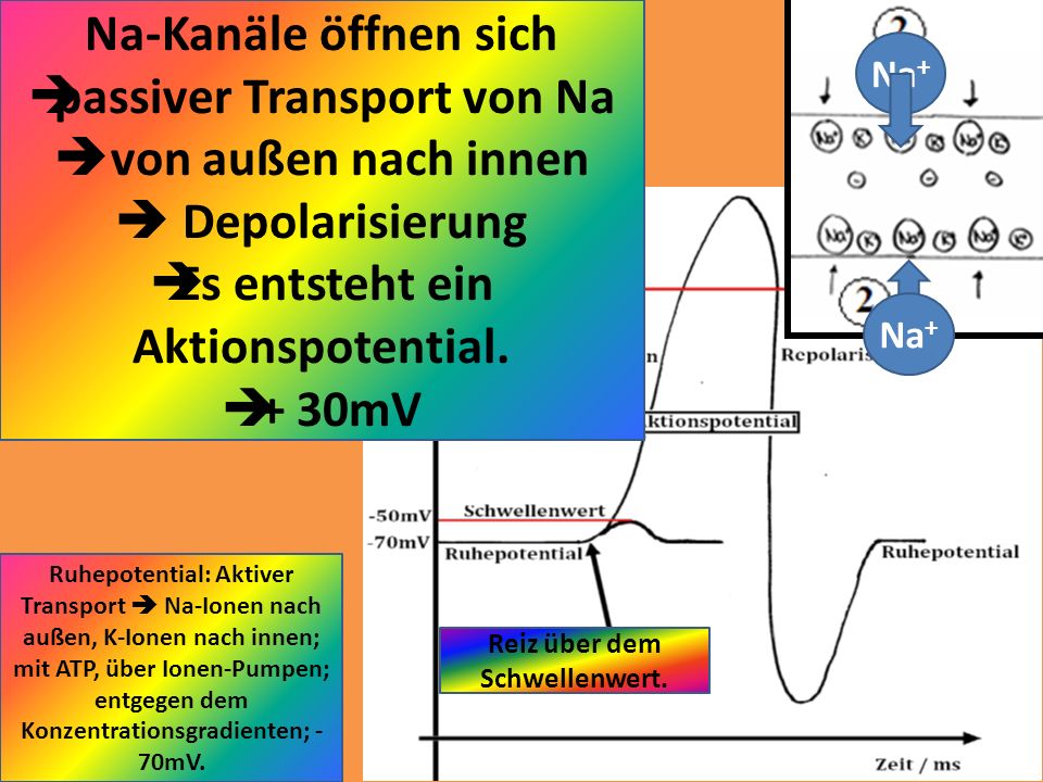 passiver Transport von Na von außen nach innen  Depolarisierung