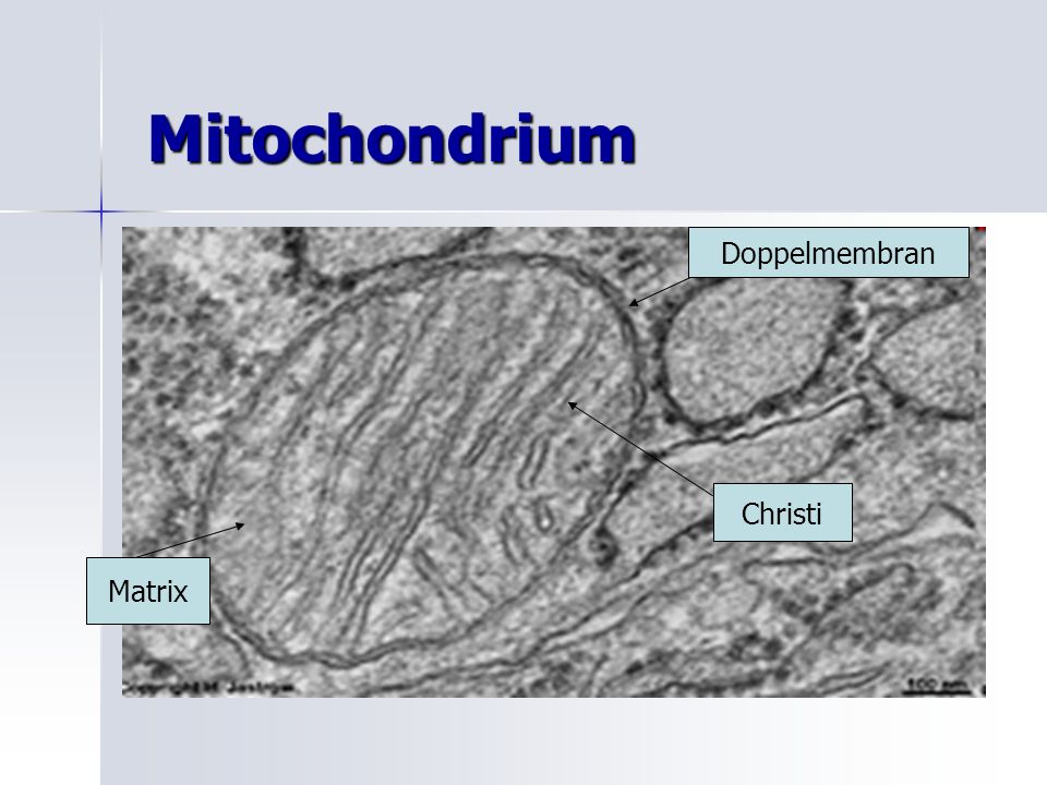 Mitochondrium Doppelmembran Christi Matrix
