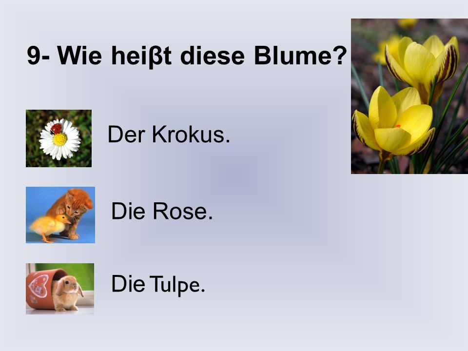9- Wie heiβt diese Blume Der Krokus. Die Rose. Die Tulpe.