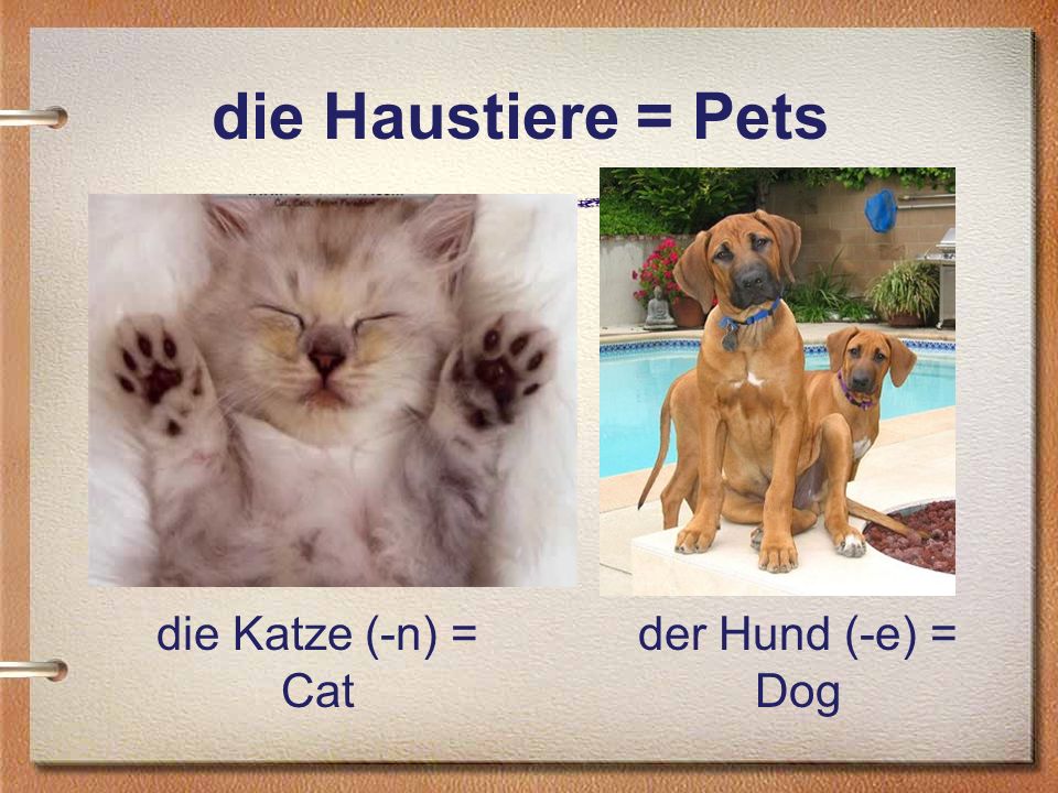 die Haustiere = Pets die Katze (-n) = Cat der Hund (-e) = Dog