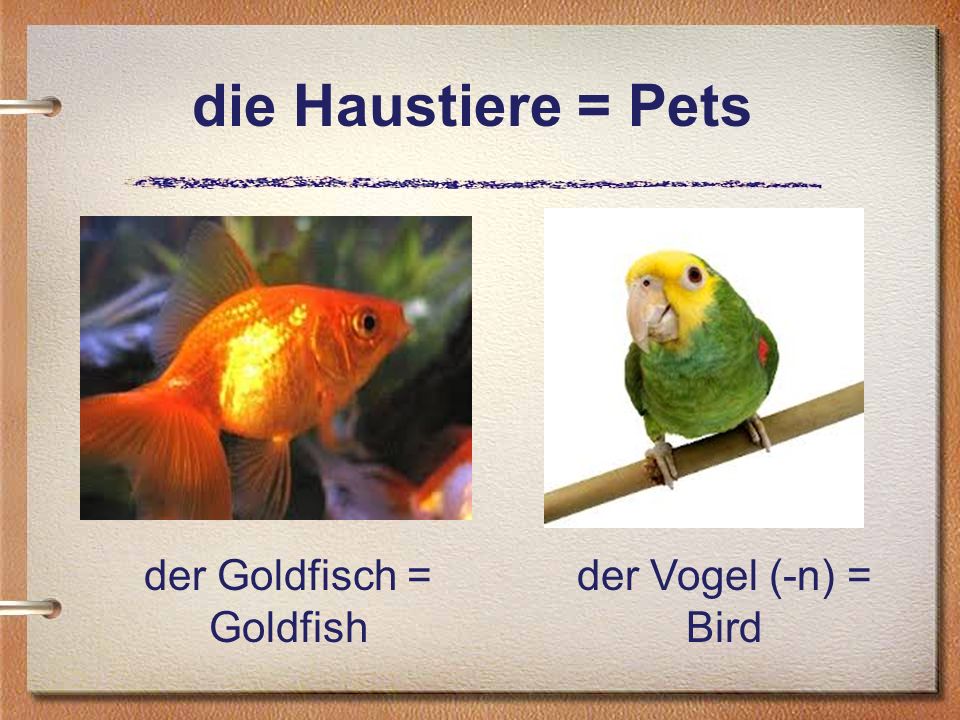 der Goldfisch = Goldfish