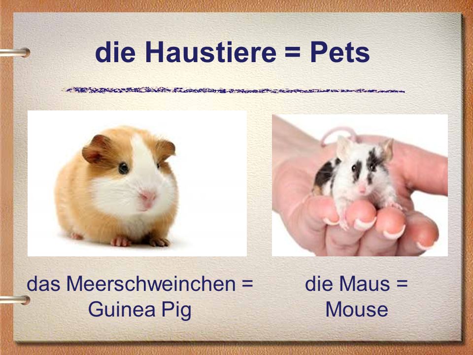 die Haustiere = Pets das Meerschweinchen = Guinea Pig die Maus = Mouse