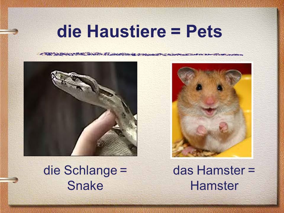 die Haustiere = Pets die Schlange = Snake das Hamster = Hamster