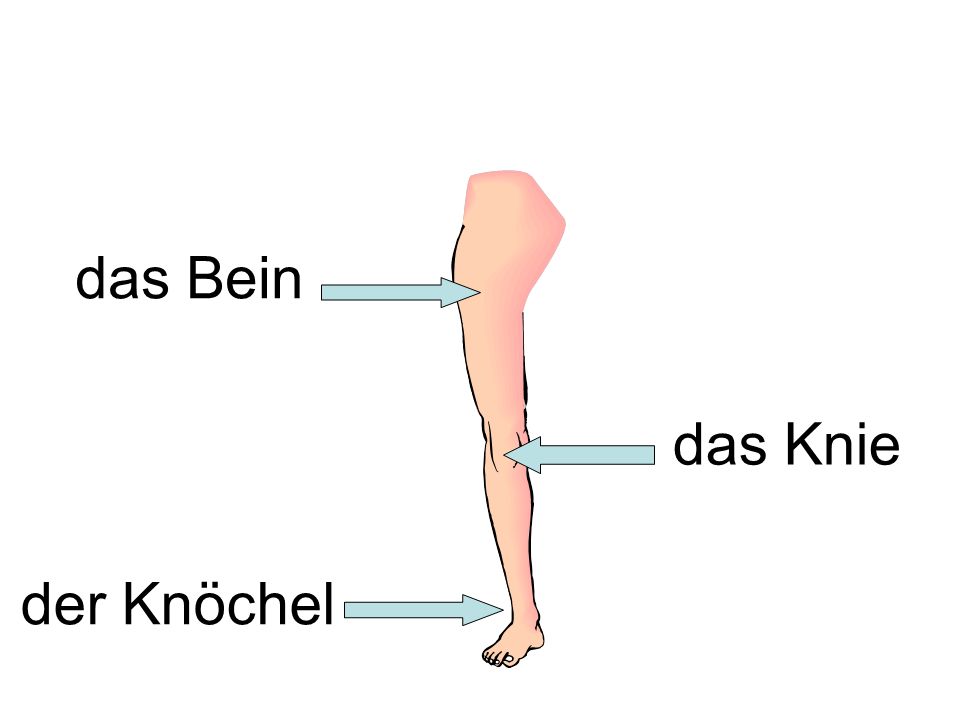 das Bein das Knie der Knöchel