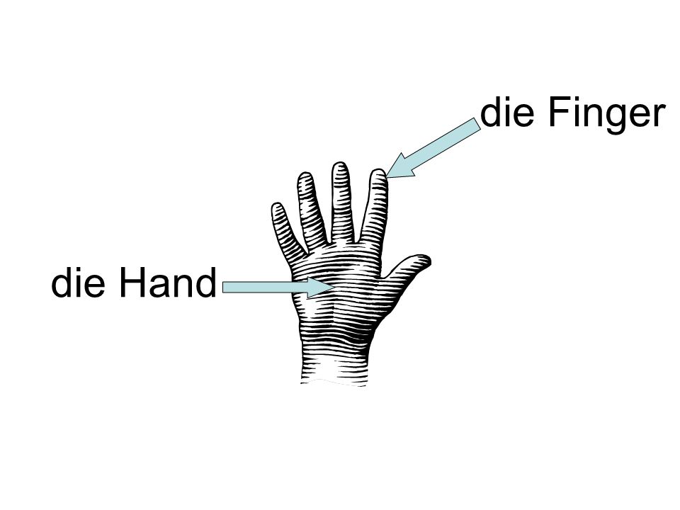 die Finger die Hand