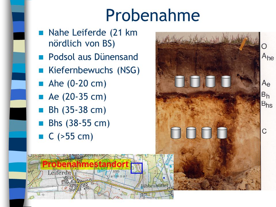 Probenahme Nahe Leiferde (21 km nördlich von BS) Podsol aus Dünensand