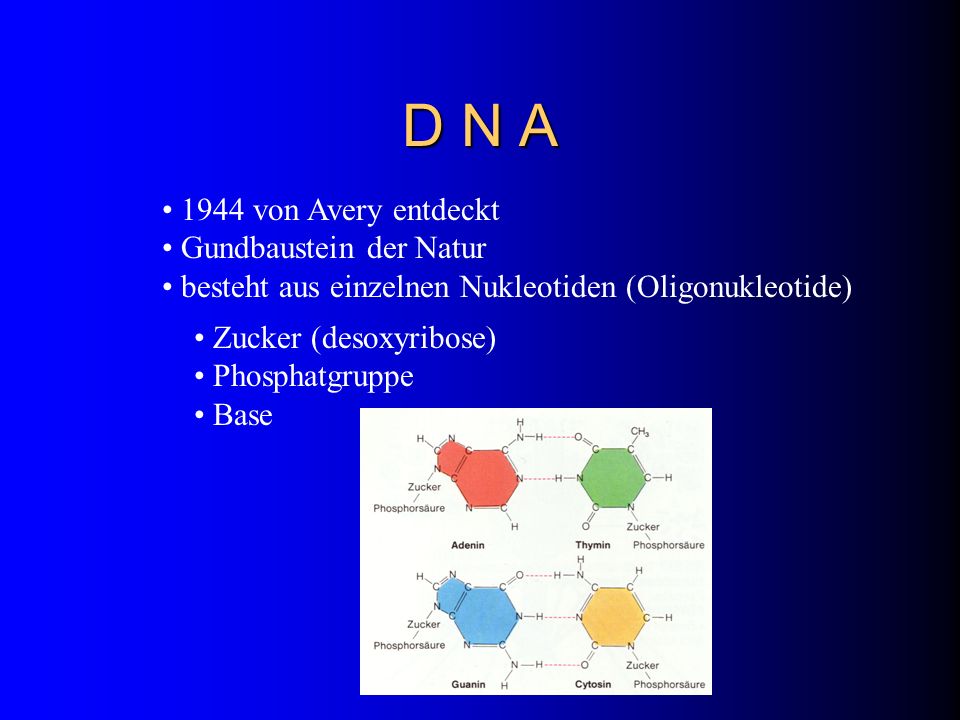D N A 1944 von Avery entdeckt Gundbaustein der Natur