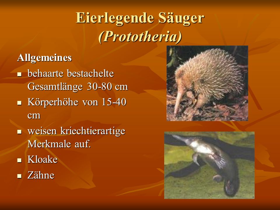 Eierlegende Säuger (Prototheria)