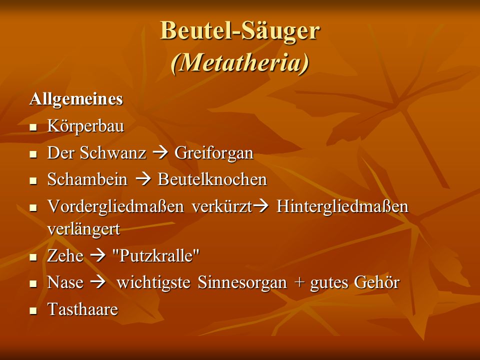 Beutel-Säuger (Metatheria)