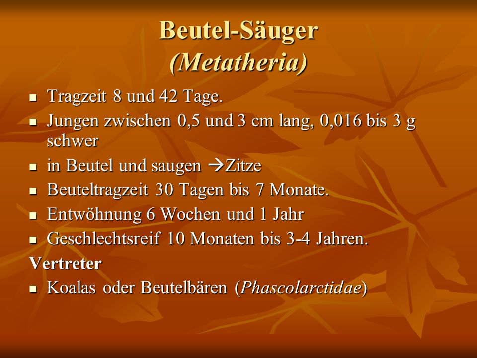 Beutel-Säuger (Metatheria)
