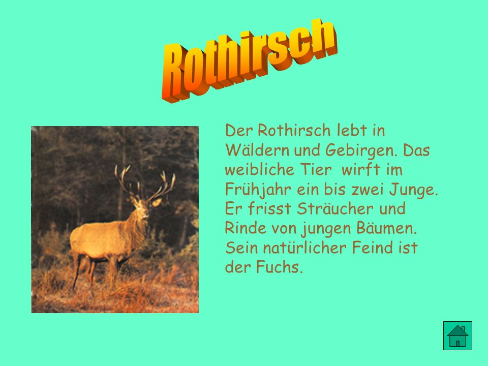 Rothirsch