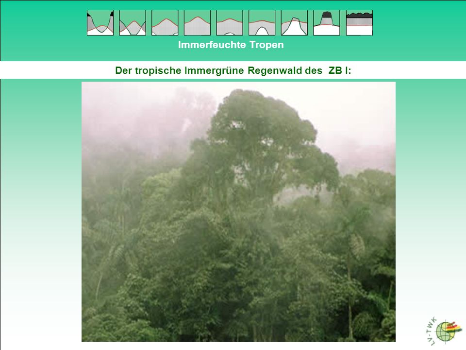 Der tropische Immergrüne Regenwald des ZB I: