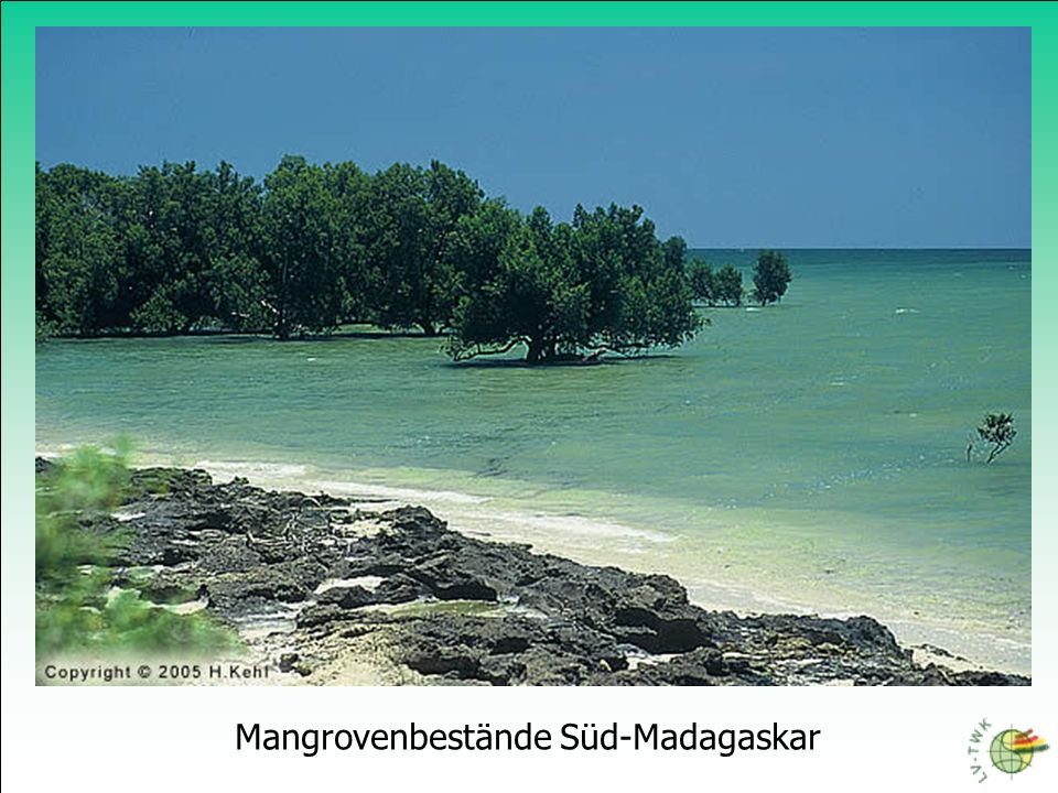 Mangrovenbestände Süd-Madagaskar