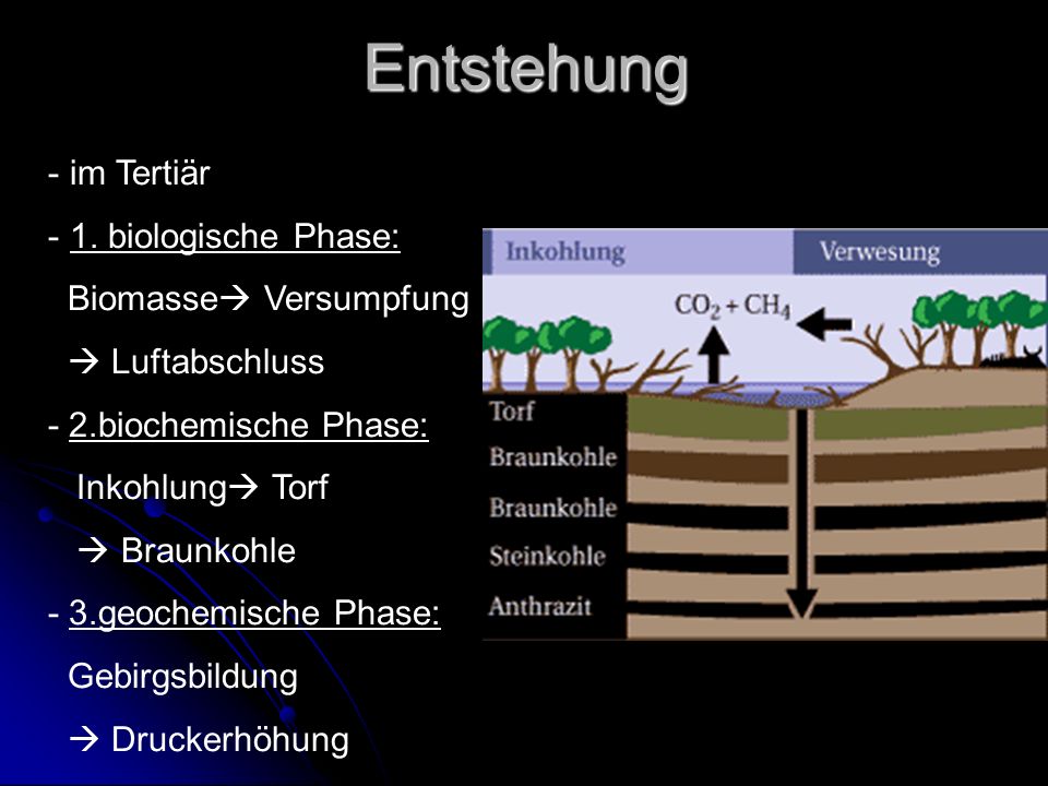 Entstehung im Tertiär 1. biologische Phase: Biomasse Versumpfung