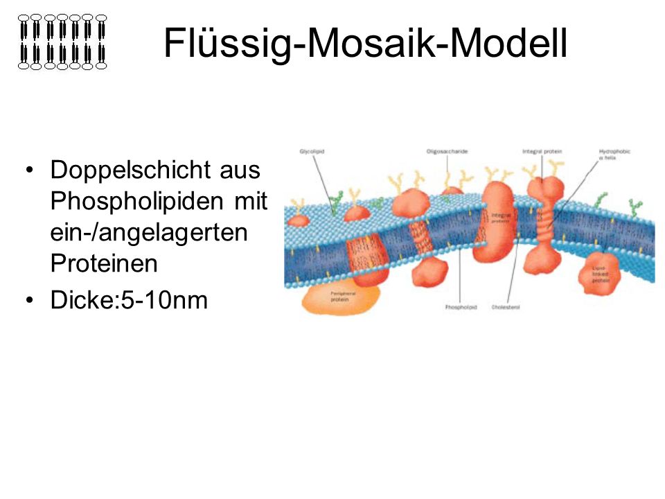 Flüssig mosaik modell