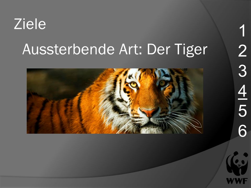 Aussterbende Art: Der Tiger