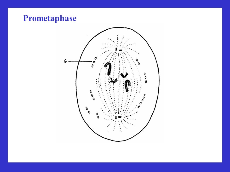 Prometaphase