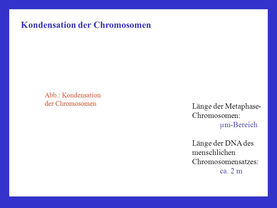 Kondensation der Chromosomen
