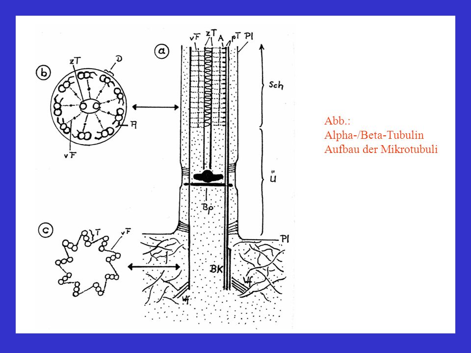 Abb.: Alpha-/Beta-Tubulin Aufbau der Mikrotubuli