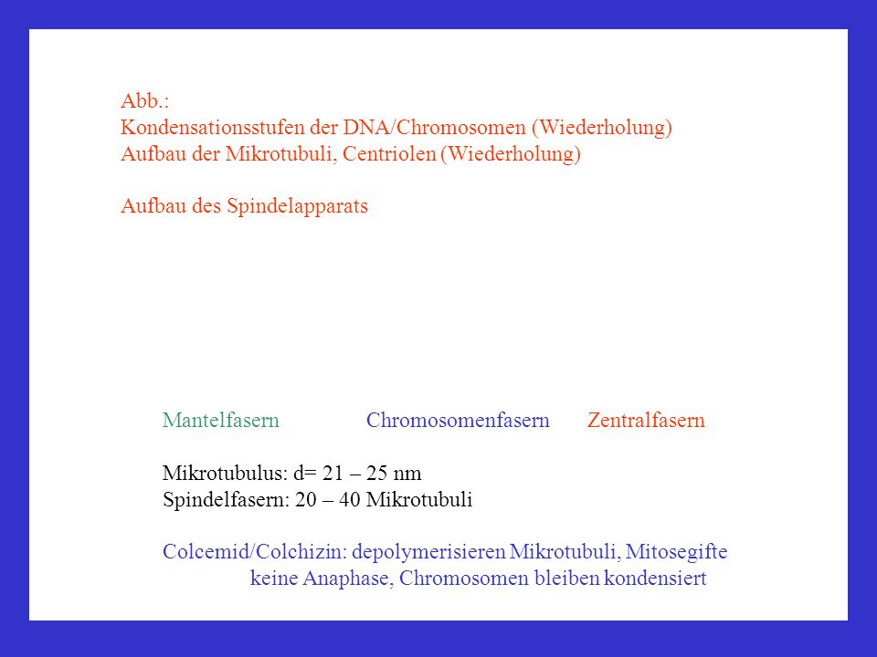 Abb.: Kondensationsstufen der DNA/Chromosomen (Wiederholung) Aufbau der Mikrotubuli, Centriolen (Wiederholung)