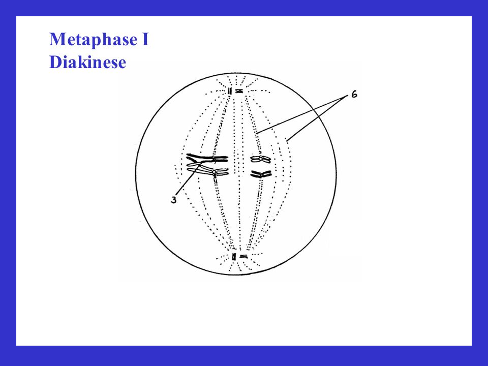 Metaphase I Diakinese