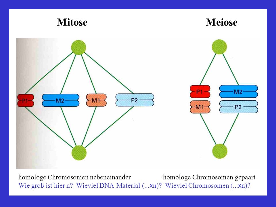 Mitose Meiose homologe Chromosomen nebeneinander homologe Chromosomen gepaart.