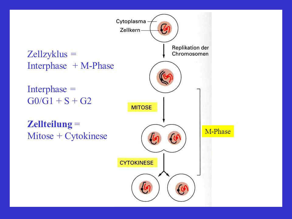 Zellzyklus = Interphase + M-Phase Interphase = G0/G1 + S + G2