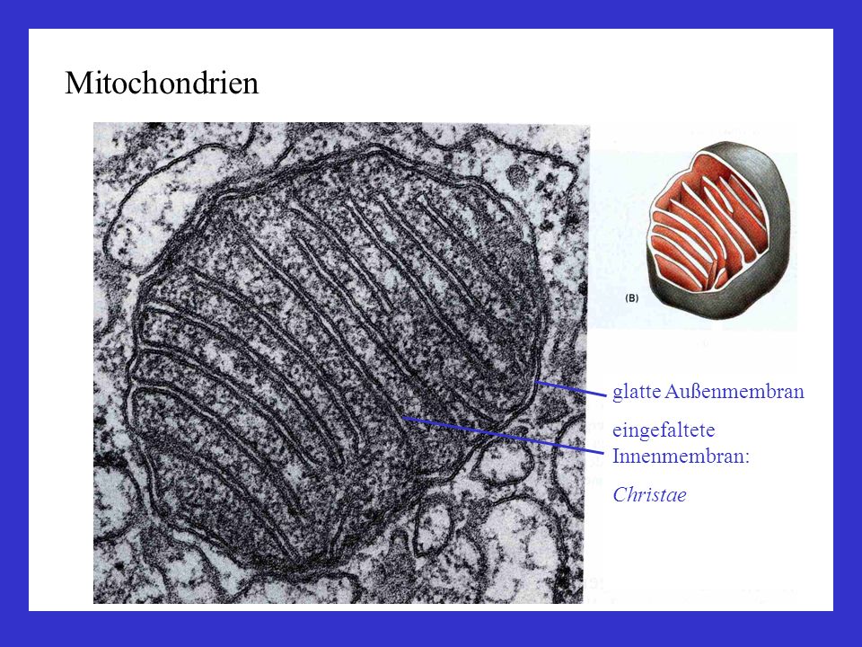 Vorlesung Zellbiologie Teil Biologie: - ppt video online herunterladen