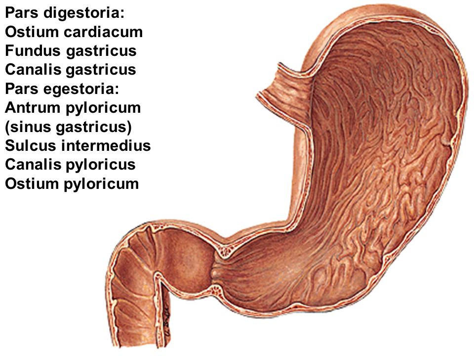Pars digestoria: Ostium cardiacum. Fundus gastricus. Canalis gastricus. Pars egestoria: Antrum pyloricum.