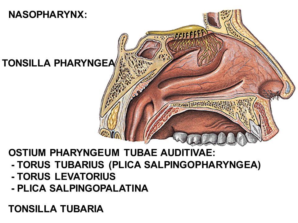 Cavum aedium. Ostium pharyngeum tubae auditivae