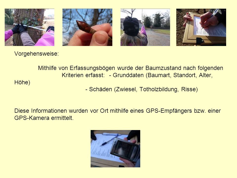 Vorgehensweise: Mithilfe von Erfassungsbögen wurde der Baumzustand nach folgenden Kriterien erfasst: - Grunddaten (Baumart, Standort, Alter, Höhe) - Schäden (Zwiesel, Totholzbildung, Risse) Diese Informationen wurden vor Ort mithilfe eines GPS-Empfängers bzw.
