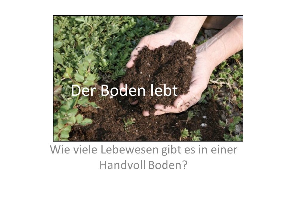 Rate mal! Wie viele Lebewesen gibt es in einer Handvoll Boden