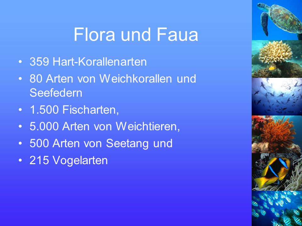 Flora und Faua 359 Hart-Korallenarten