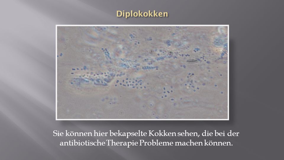 Diplokokken Sie können hier bekapselte Kokken sehen, die bei der antibiotische Therapie Probleme machen können.