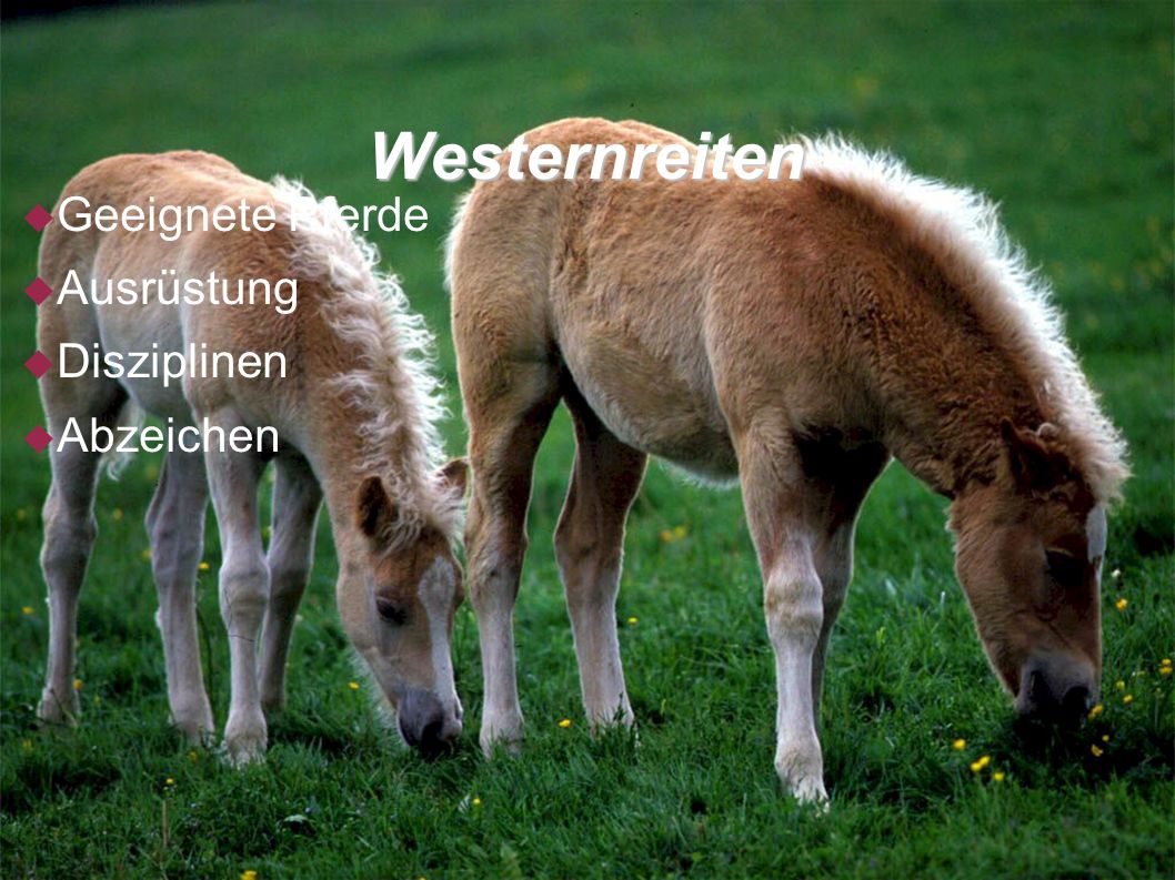 Westernreiten Geeignete Pferde Ausrüstung Disziplinen Abzeichen
