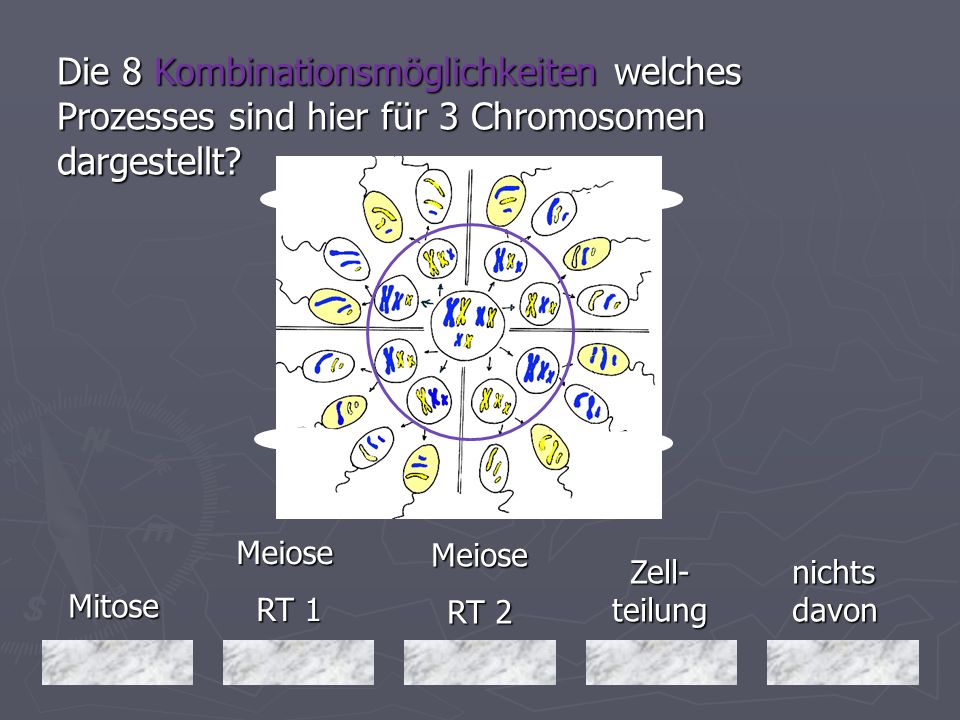 Die 8 Kombinationsmöglichkeiten welches Prozesses sind hier für 3 Chromosomen dargestellt
