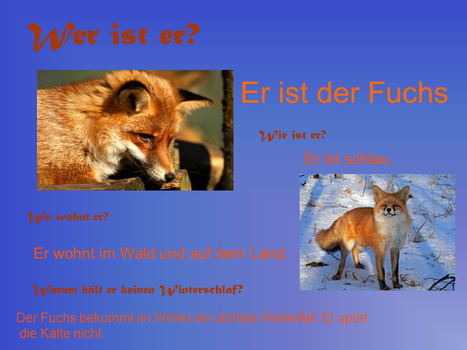 Wer ist er Er ist der Fuchs Er ist schlau.