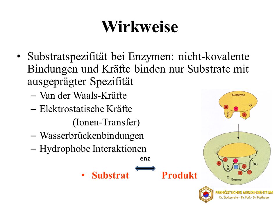 Wirkweise Substratspezifität bei Enzymen: nicht-kovalente Bindungen und Kräfte binden nur Substrate mit ausgeprägter Spezifität.