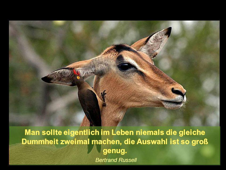 Man sollte eigentlich im Leben niemals die gleiche Dummheit zweimal machen, die Auswahl ist so groß genug.