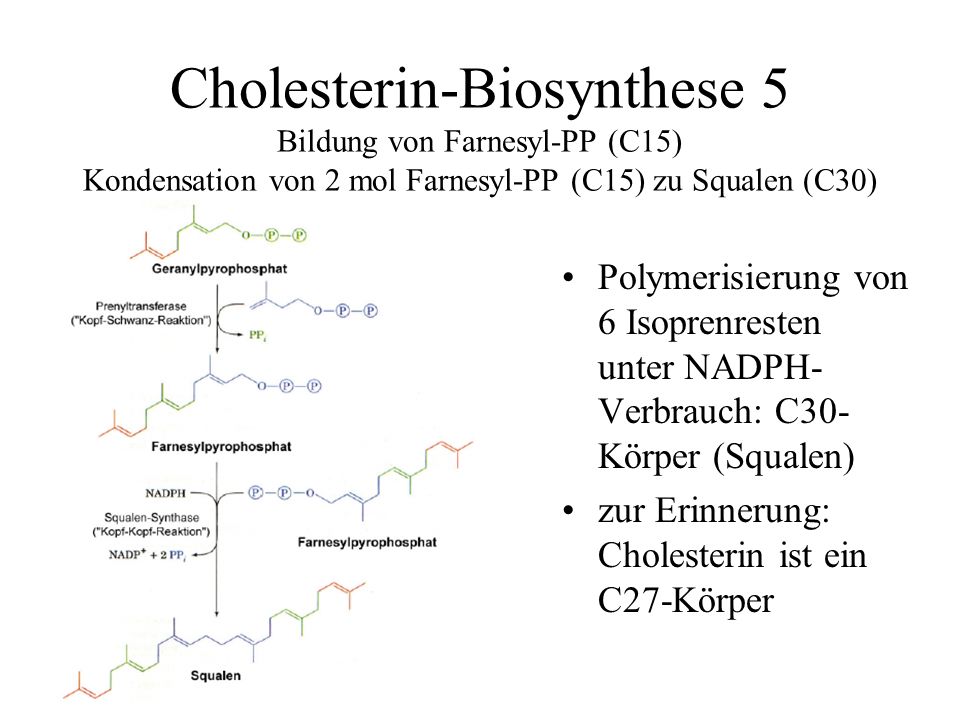 Cholesterin-Biosynthese 5 Bildung von Farnesyl-PP (C15) Kondensation von 2 mol Farnesyl-PP (C15) zu Squalen (C30)