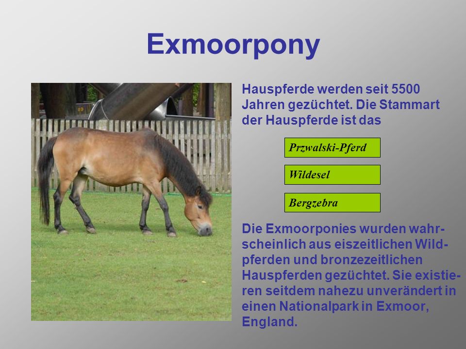 Exmoorpony Hauspferde werden seit 5500 Jahren gezüchtet. Die Stammart