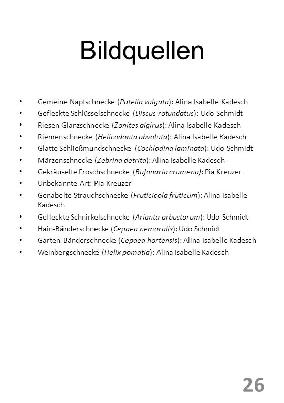 Bildquellen Gemeine Napfschnecke (Patella vulgata): Alina Isabelle Kadesch. Gefleckte Schlüsselschnecke (Discus rotundatus): Udo Schmidt.