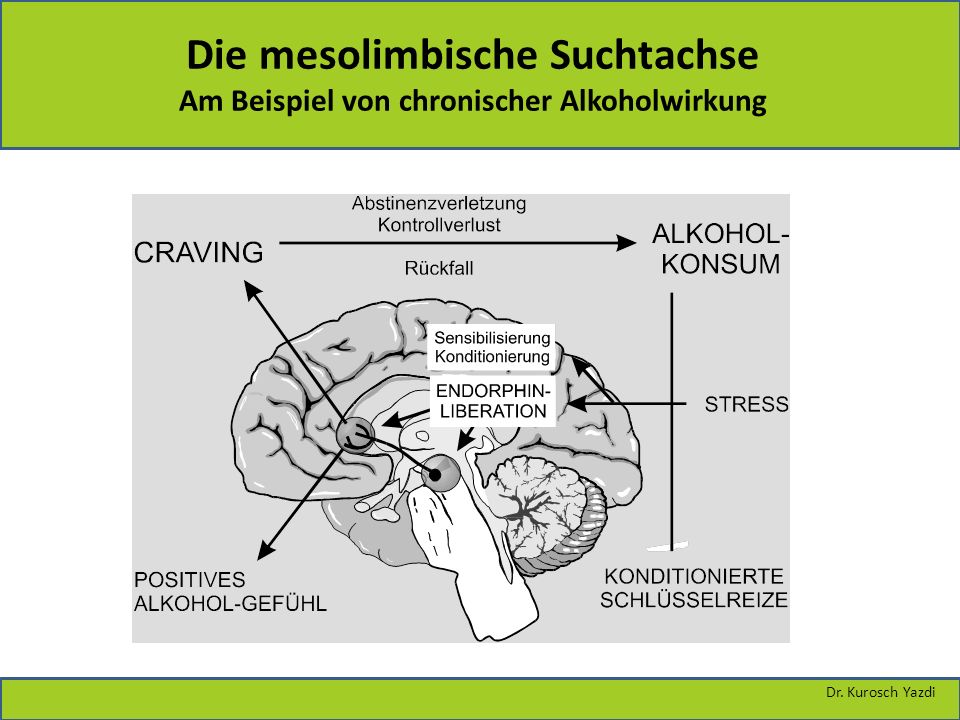 Die mesolimbische Suchtachse Am Beispiel von chronischer Alkoholwirkung