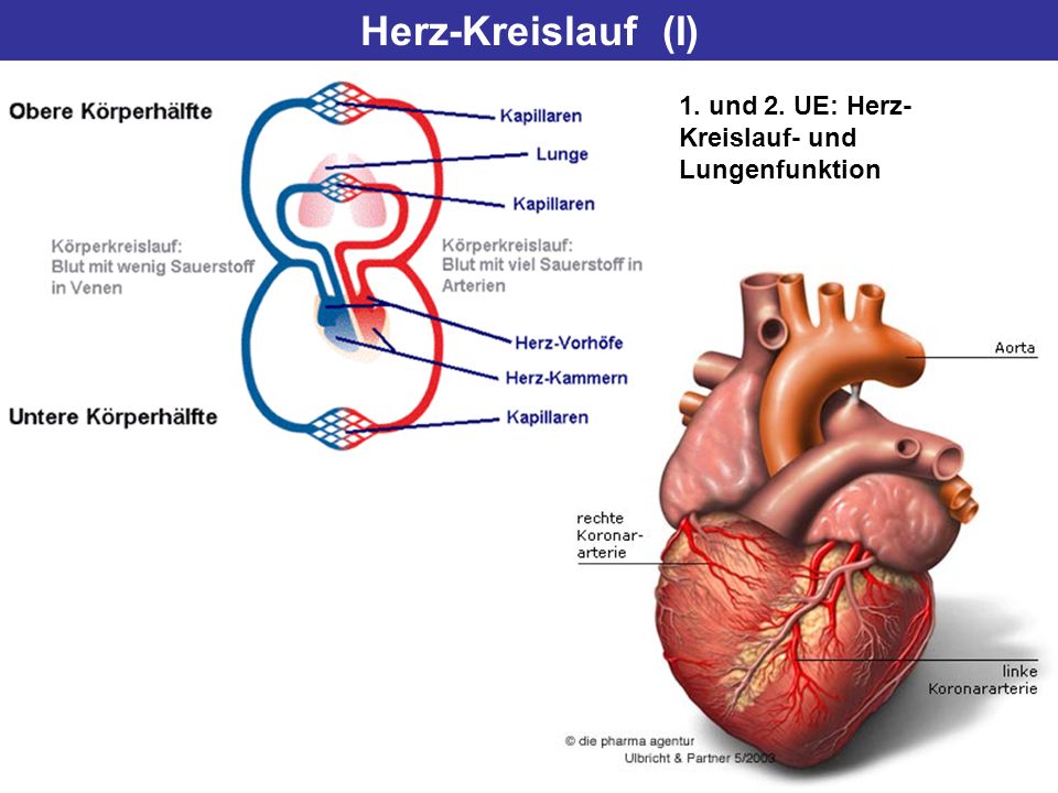 Herz-Kreislauf (I) 1. und 2. UE: Herz-Kreislauf- und Lungenfunktion