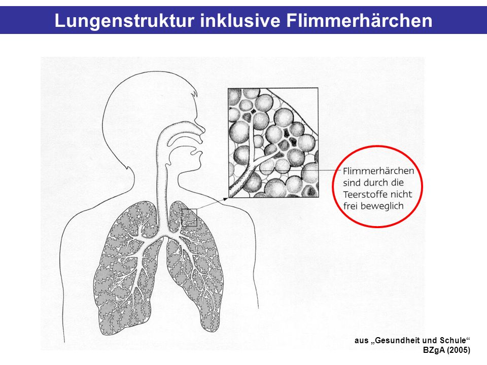 Lungenstruktur inklusive Flimmerhärchen