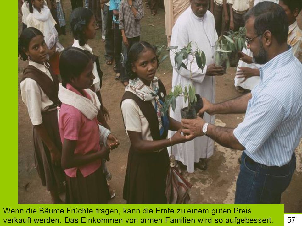 Wenn die Bäume Früchte tragen, kann die Ernte zu einem guten Preis verkauft werden. Das Einkommen von armen Familien wird so aufgebessert.
