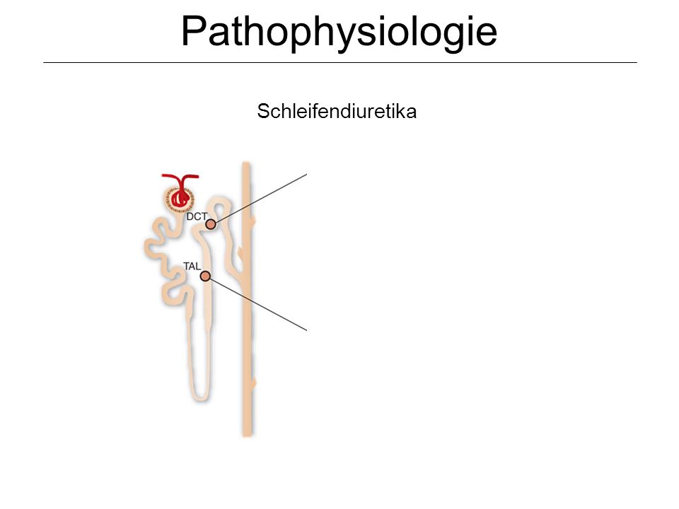 Pathophysiologie Schleifendiuretika