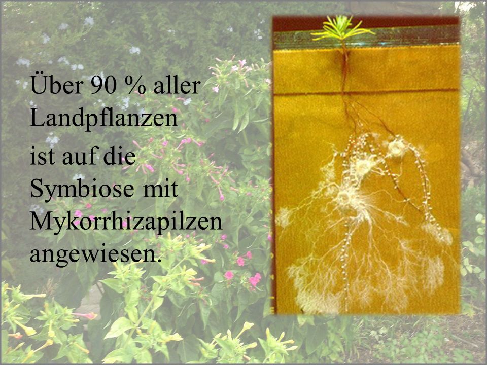 Über 90 % aller Landpflanzen