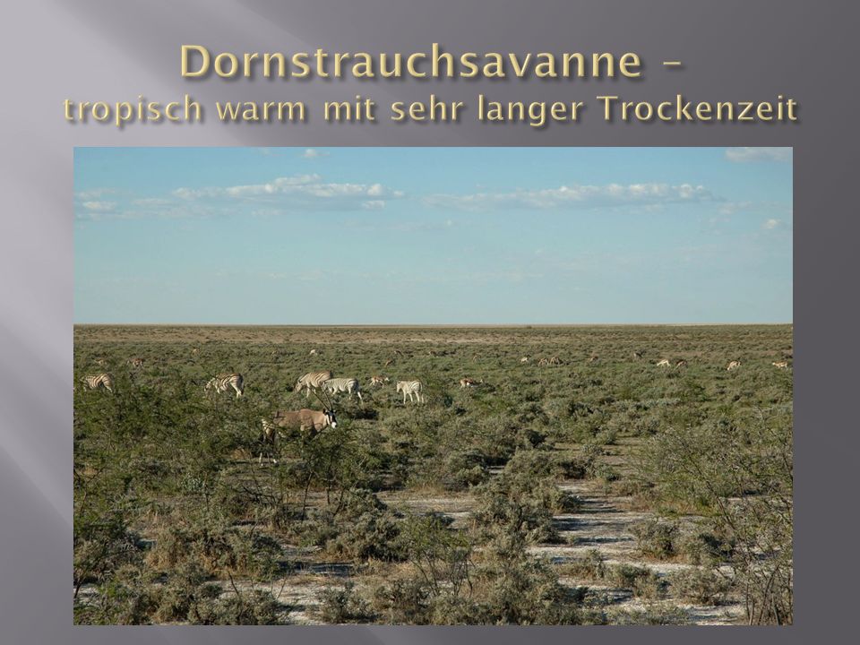 Dornstrauchsavanne – tropisch warm mit sehr langer Trockenzeit