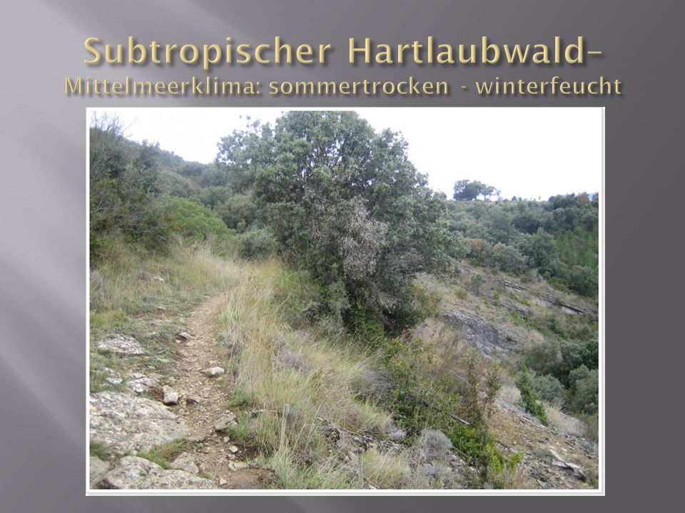 Subtropischer Hartlaubwald– Mittelmeerklima: sommertrocken - winterfeucht